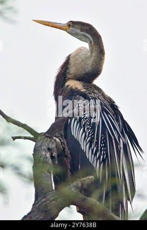 Oriental Darter (Anhinga melanogaster), in einem Baum, Bharatpur, Dehli, Indien. Stockfoto