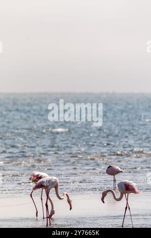 Greater Flamingos - Phoenicopterus roseus - entlang der Küste von Walvis Bay, Namibia. Stockfoto