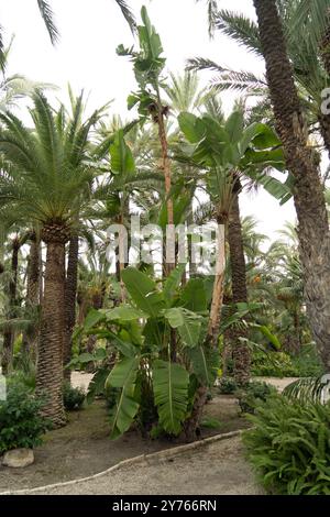 Etablierte Bananenbäume in den Gärten von huerto in elche Spanien Stockfoto