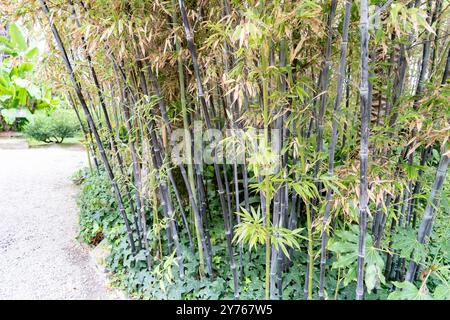 Schwarzer Bambus wächst in den Gärten von Elche, Spanien Stockfoto