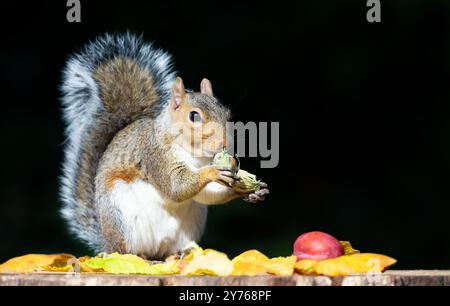 Porträt eines grauen Eichhörnchens, das grüne Haselnüsse auf einem Baumstumpf isst, Großbritannien. Stockfoto