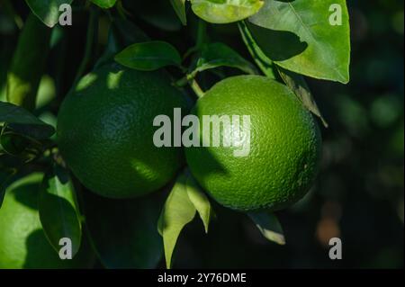 Viele reife Orangen auf einem grünen Baum Stockfoto