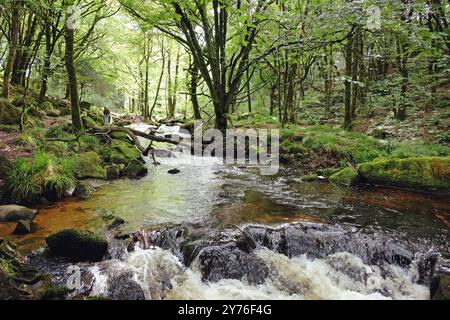 Golitha Falls, am Fluss Fowey, schlängelt sich seinen Weg durch den alten Eichenwald von Draynes Wood, Liskeard, Cornwall, Großbritannien Stockfoto