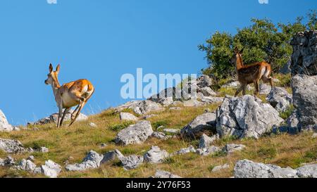 Hirsche auf der Flucht auf einer Bergwiese. Stockfoto