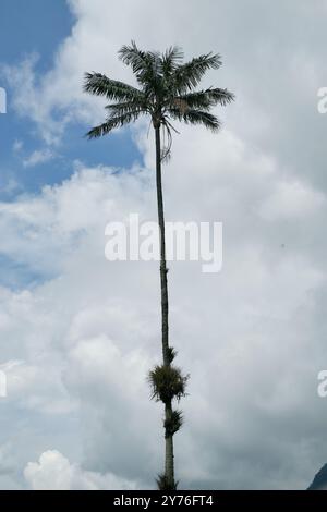 La Carbonera hoher Palmenwald in Kolumbien Stockfoto
