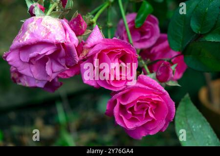 Zephirine Drouhin klettert tief rosa Rosen Nahaufnahme in Blüte blüht im Juni Garten Carmarthenshire Wales Großbritannien Großbritannien KATHY DEWITT Stockfoto