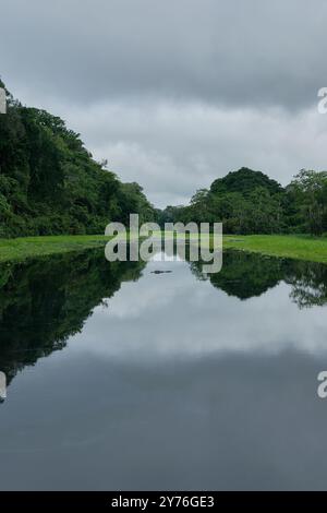 Cayman-Beobachtung in einem Naturschutzgebiet am Amazonas-Fluss, Peru Stockfoto