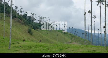 La Carbonera hoher Palmenwald in Kolumbien Stockfoto