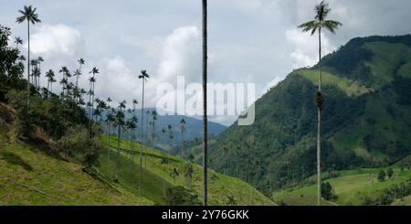 La Carbonera hoher Palmenwald in Kolumbien Stockfoto