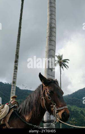 Pferd aus nächster Nähe im Cocora Valley hoher Palmenwald in Kolumbien Stockfoto