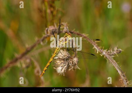 Ein weiblicher gemeiner Darter, Sympetrum striolatum, ruht auf einem toten Brombeerschießen. Stockfoto