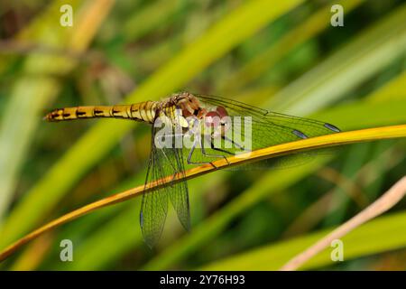 Eine Seitenansicht eines weiblichen Darters, der auf einem Areal vor einem natürlichen grünen, verschwommenen Hintergrund steht. Stockfoto