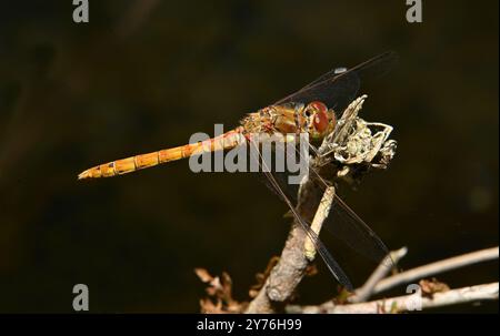 Ein männlicher gemeiner Darter, Sympetrum striolatum, der auf einem Zweig sitzt, der vor einem verschwommenen Hintergrund steht. Stockfoto