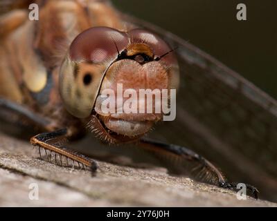 Ein Nahaufnahme eines Common Dart, der sich in der Sonne sonnt. Stockfoto