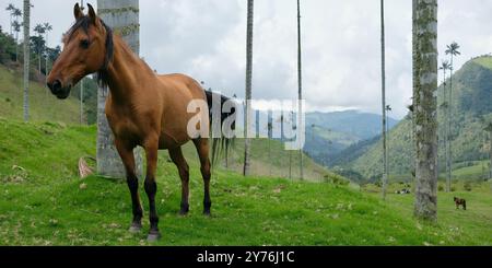 La Carbonera hoher Palmenwald in Kolumbien Stockfoto