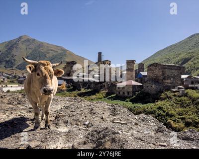 Svaneti Kuh mit Dorftürmen Stockfoto