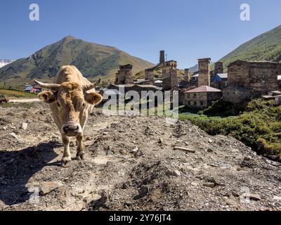 Svaneti Kuh mit Dorftürmen Stockfoto