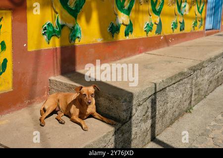 Hund vor dem farbenfrohen Eingangstor in Guatape, Kolumbien Stockfoto