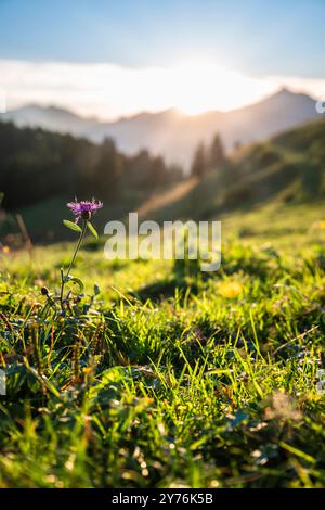 Blühende Blumen und üppiges Weidegras auf der Ackernalm im Hintergrund des Sonnenuntergangs über den Bergen, Tirol, Österreich Stockfoto