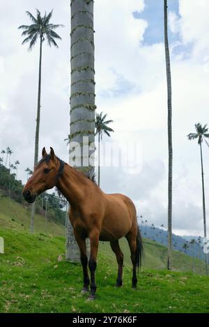 La Carbonera hoher Palmenwald in Kolumbien Stockfoto