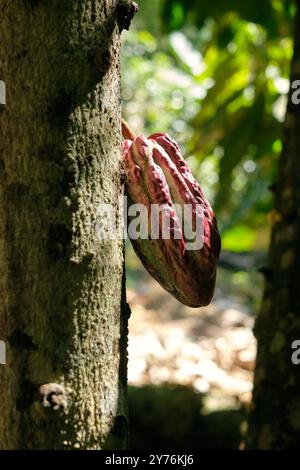 Kakaoschote auf Baum in kolumbianischer Finca Stockfoto