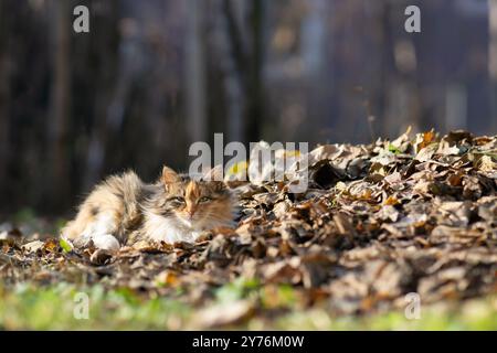 Porträt einer bunten flauschigen Katze, die in gefallenen Blättern liegt Stockfoto