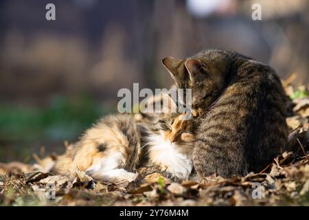 Zwei Katzen zeigen einander Liebe Stockfoto