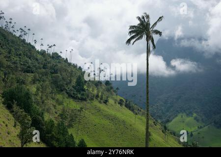 La Carbonera hoher Palmenwald in Kolumbien Stockfoto