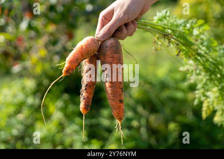 Hand hält frisch geerntete Haufen Karotten Gartenhintergrund Stockfoto