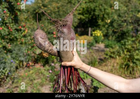 Hand mit frisch geernteten langen Rübenwurzeln Stockfoto