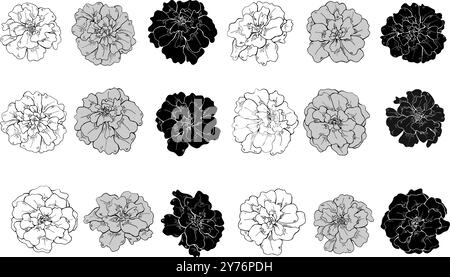 Herbst Ringelblume Blumenköpfe in drei Farben Linie Kunst handgezeichnet isolierte Illustration. Oktober Geburtsmonat Blumen Tusche Skizze. Stock Vektor