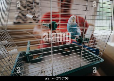 Leuchtend blauer Budgie, der sich zu Hause in einem Vogelkäfig befindet Stockfoto