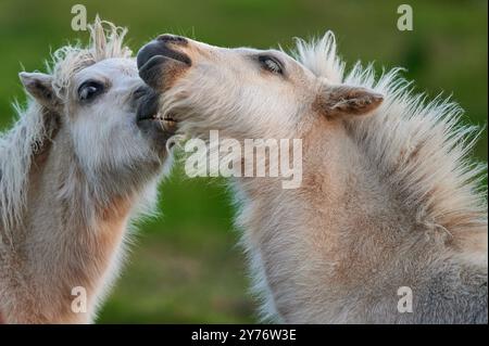 Weiße Ponys mit Pony spielen auf einer grünen Wiese während eines schönen Tages und der untergehenden Sonne Stockfoto