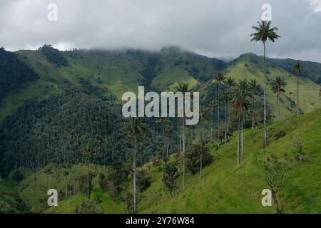 La Carbonera hoher Palmenwald in Kolumbien Stockfoto