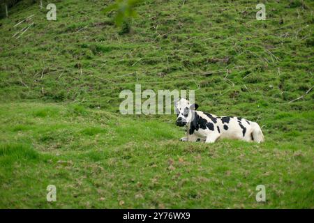 Kuh aus nächster Nähe im Cocora Valley hoher Palmenwald in Kolumbien Stockfoto