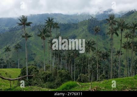 La Carbonera hoher Palmenwald in Kolumbien Stockfoto
