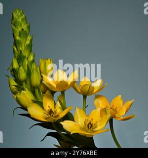 Gelbe Chincherinchee-Blüten und Knospen vor einem schlichten komplementären Hintergrund. Collinswoodimages. Stockfoto