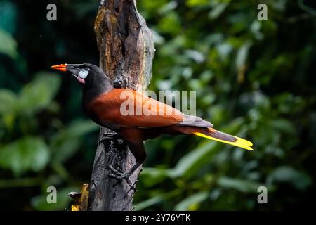 Oropendola Montezuma (Psarocolius montezuma) von Costa Rica Stockfoto