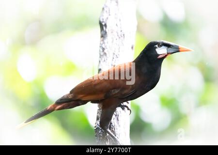 Oropendola Montezuma (Psarocolius montezuma) von Costa Rica Stockfoto