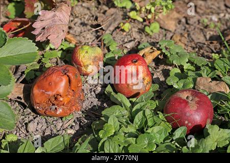 Ein paar rote Äpfel im Garten, die vom Baum gefallen sind und bereits zu verrotten beginnen Stockfoto