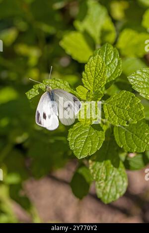Eine Nahaufnahme von oben eines schwarzen Schmetterlings namens südländisches kleines weiß, der auf grüner Zitronenmelisse sitzt Stockfoto