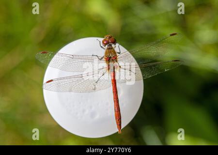 Nahaufnahme eines männlichen roten Libellen-Ruddy-Darters von oben gesehen mit deutlich sichtbarer Struktur der Flügel im Sonnenlicht mit verschwommenem grünem Hintergrund Stockfoto