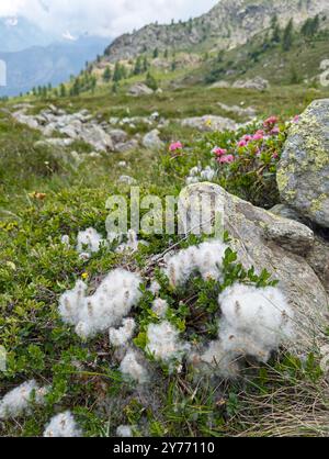 Die baumwollartigen Samen der kleinen Almweide mit Bergkulisse Stockfoto