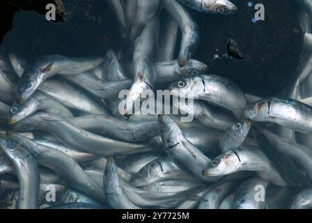 Schockierende Bilder eines massiven Fischabsterbens in kalifornischen Gewässern, die die Auswirkungen der Verschmutzung deutlich machen. Die Nachwirkungen sind verheerend für die lokalen Marine l Stockfoto