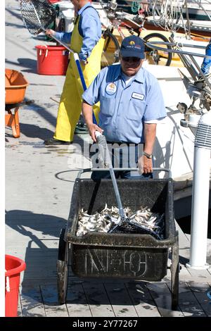 Schockierende Bilder eines massiven Fischabsterbens in kalifornischen Gewässern, die die Auswirkungen der Verschmutzung deutlich machen. Die Nachwirkungen sind verheerend für die lokalen Marine l Stockfoto