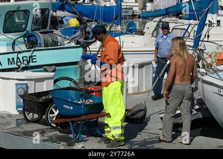 Schockierende Bilder eines massiven Fischabsterbens in kalifornischen Gewässern, die die Auswirkungen der Verschmutzung deutlich machen. Die Nachwirkungen sind verheerend für die lokalen Marine l Stockfoto