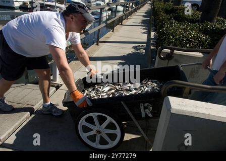 Schockierende Bilder eines massiven Fischabsterbens in kalifornischen Gewässern, die die Auswirkungen der Verschmutzung deutlich machen. Die Nachwirkungen sind verheerend für die lokalen Marine l Stockfoto