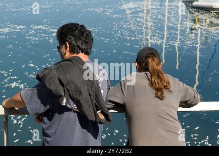 Schockierende Bilder eines massiven Fischabsterbens in kalifornischen Gewässern, die die Auswirkungen der Verschmutzung deutlich machen. Die Nachwirkungen sind verheerend für die lokalen Marine l Stockfoto