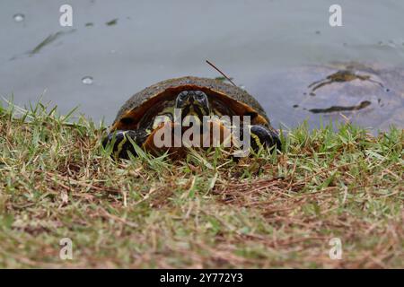 Von Angesicht zu Angesicht mit einer Teichschildkröte Stockfoto