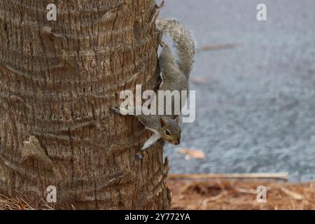 Ein östliches graues Eichhörnchen auf einem Palmenstamm Stockfoto